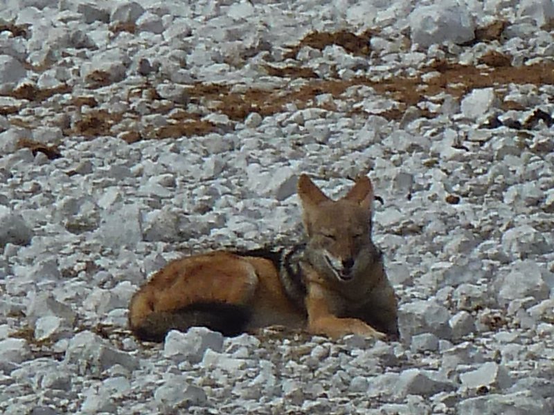 chacal Etosha FP.jpg - Chacal à Etosha